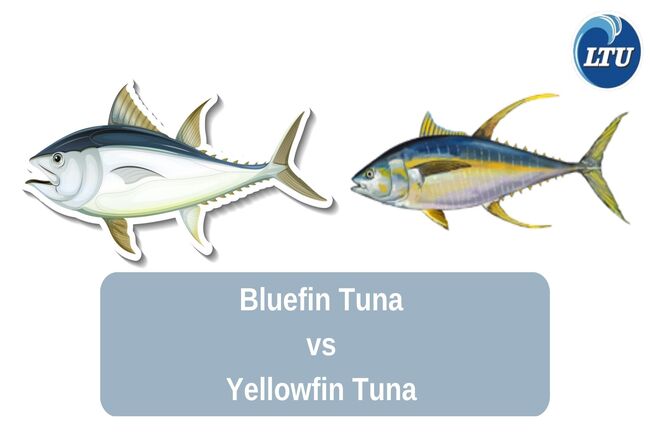 Bluefin Tuna vs Yellowfin Tuna